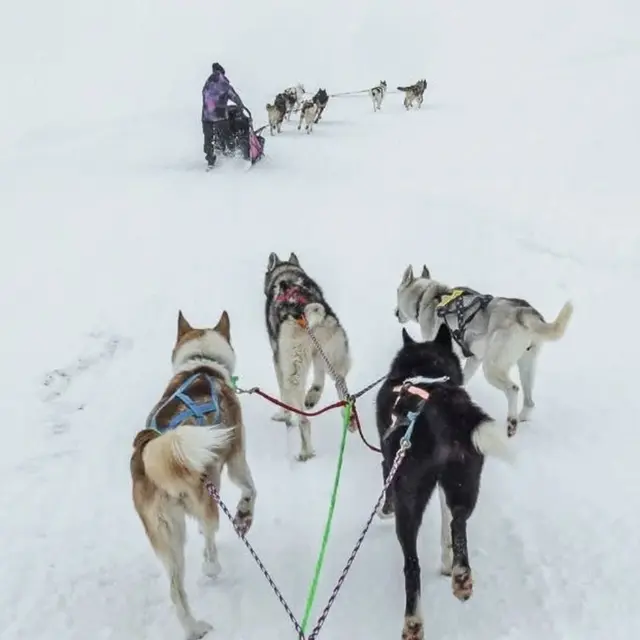 Chiens de traîneau randonnée aventure - Alpi Traineau_Saint-Léger-les-Mélèzes
