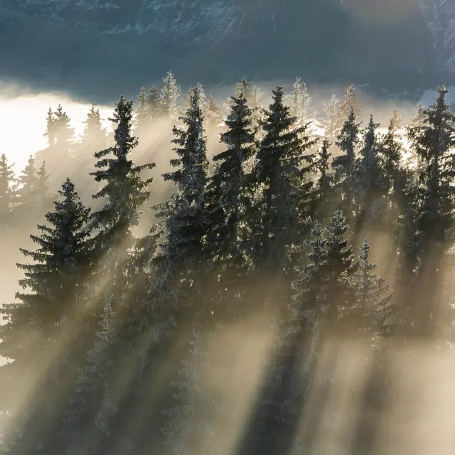 La forêt des signes_Combloux