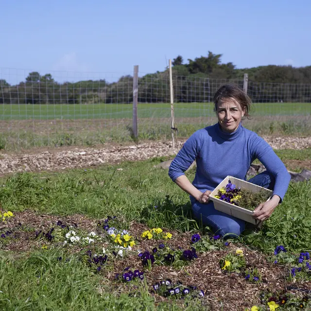 Violette et capucine, producteur de fleurs et plantes comestibles_La Flotte