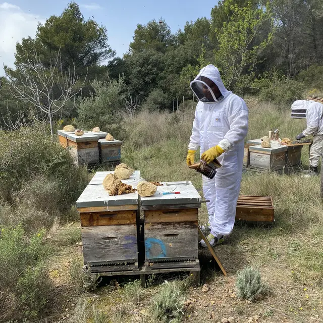 Rencontre avec un producteur : le miel des Dent'Ailes_Carpentras