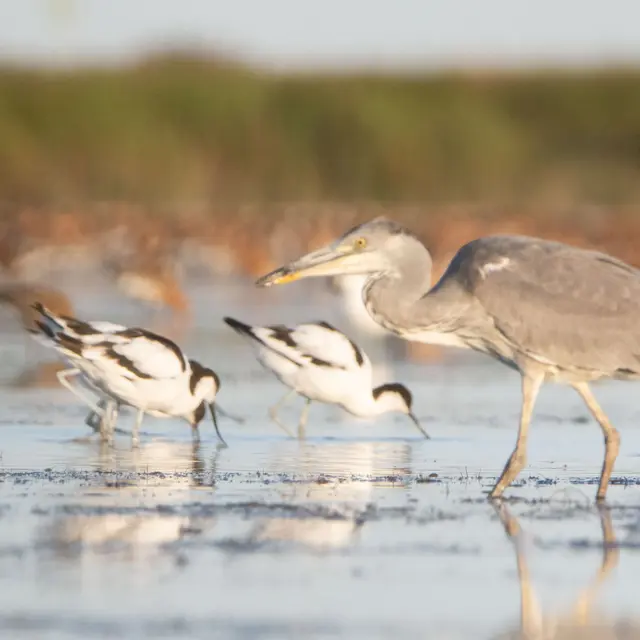 les oiseaux de la baie d'Yves