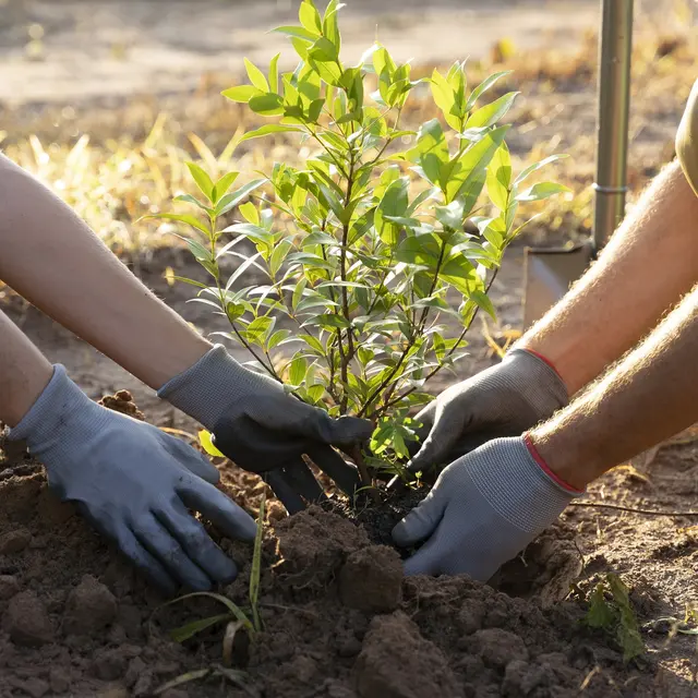La plantation - Apprentissage à la Maison de la Châtaigne