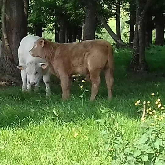 vaches - cover facebook