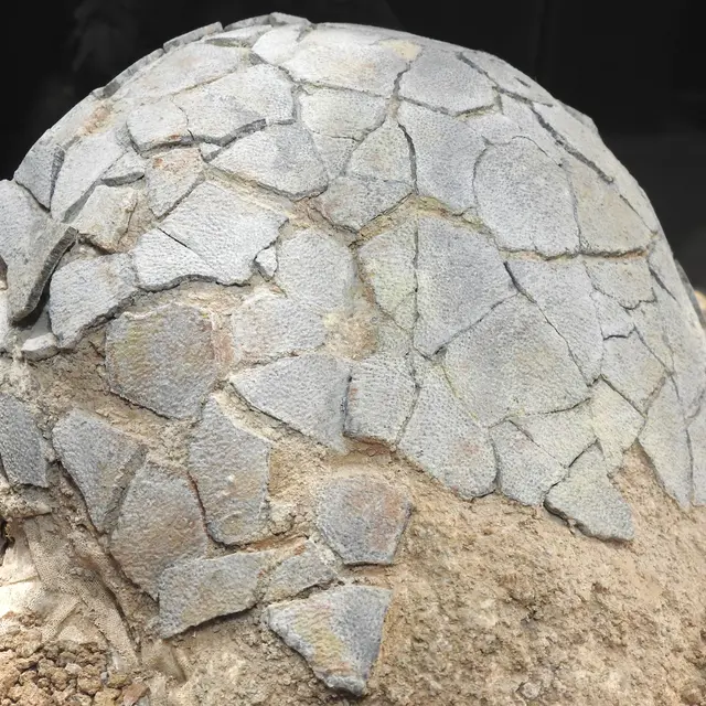 Oeuf de dinosaure de la région de la montagne Sainte-Victoire collection Musée de Préhistoire régionale de Menton