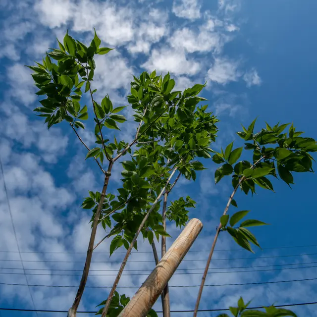 Atelier pratique : les arbres fruitiers_Annecy