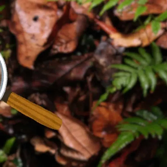Balade Nature en Forêt de Saoû : Enquête : les habitants de la forêt_Saoû