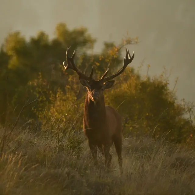 Sortie Brame du cerf_Guillaumes
