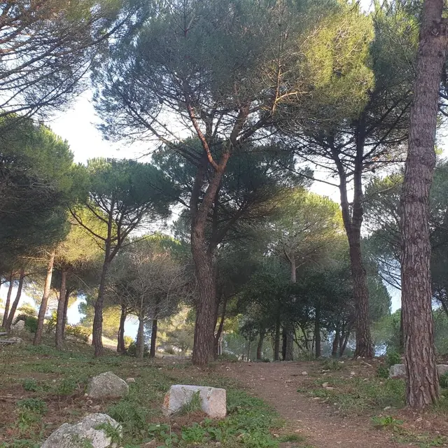 La pinède