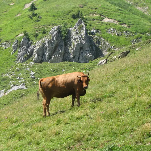 Lairon