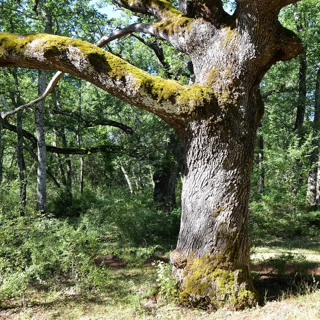 Parcours de santé du défens