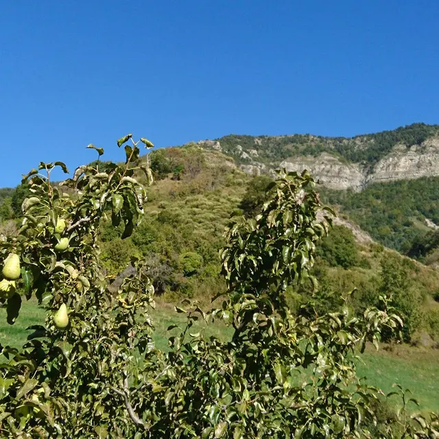 GAEC l'Etoile du Berger_Draix