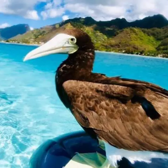 Tip Nautic - Tahiti Tourisme