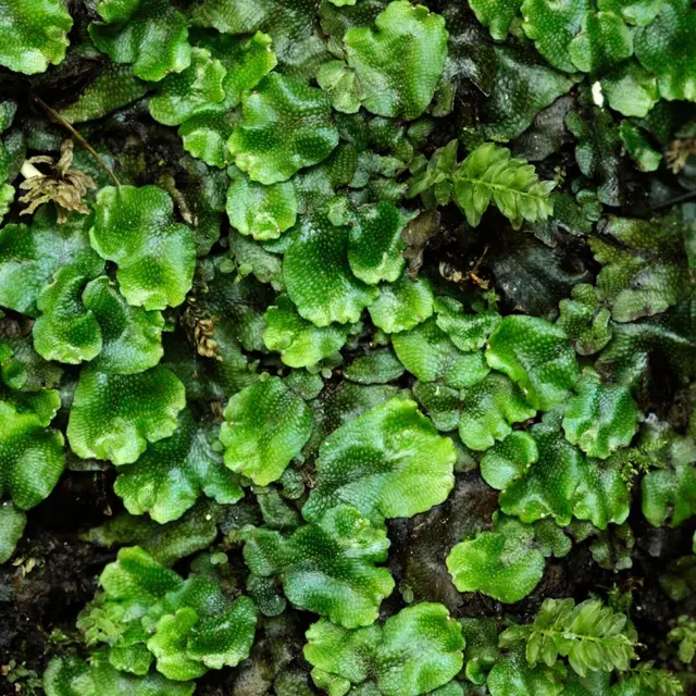 CBN | A la découvertes des plantes invisibles_Chavaniac-Lafayette