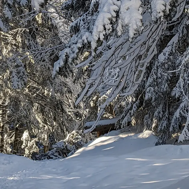 Bain de forêt