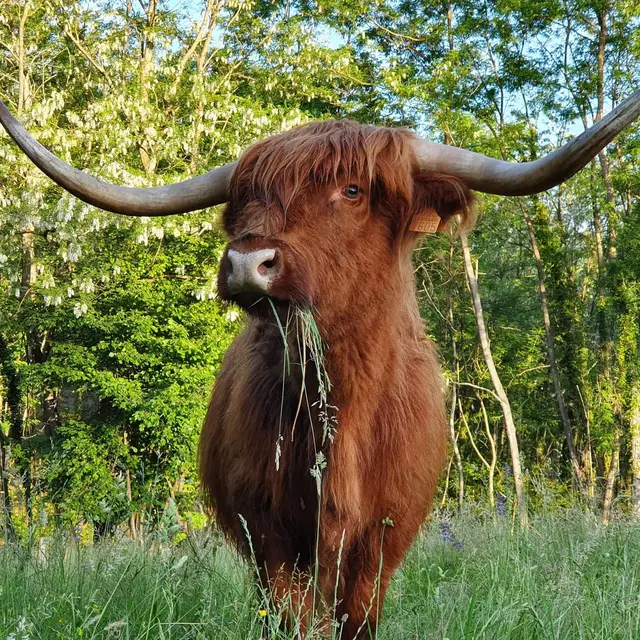 La ferme du facteur enchantée