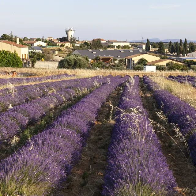Valensole