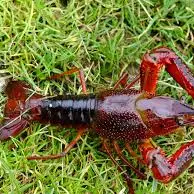 Pêche ancestrale des écrevisses_Le Chambon-sur-Lignon