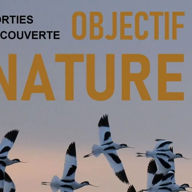 Sortie « Objectif Nature » - Marais d'Ars-en-Ré