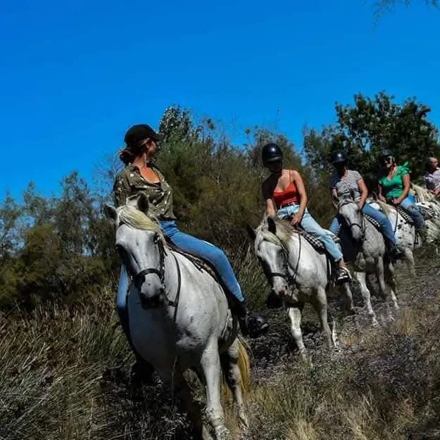 Visite guidée à cheval de la manade Coule_Arles