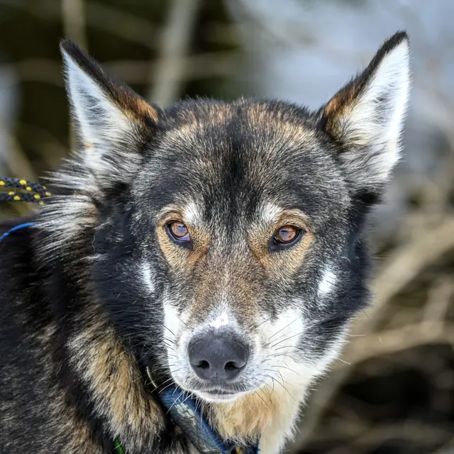 A ton étoile chiens de traîneaux