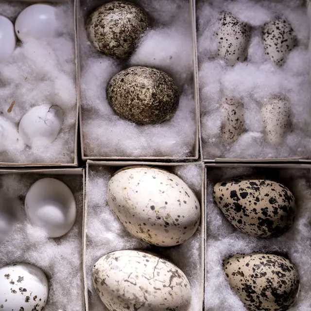 Parcours spécial Pâques au Jardin botanique Val Rahmeh-Menton