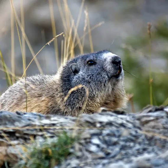 Marmotte du Mercantour par François Grados