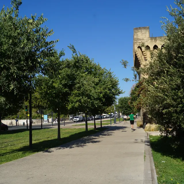 Balade : parcours de l'arbre en ville_Avignon
