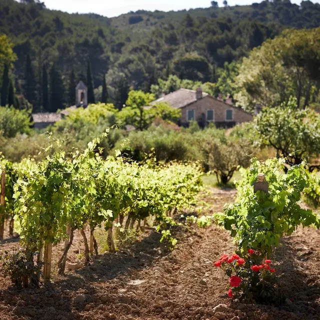 Domaine de l'Abbaye Sainte-Marie de Pierredon à Mouriès Vignes
