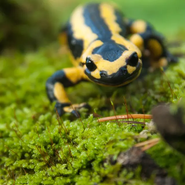 Salamandre