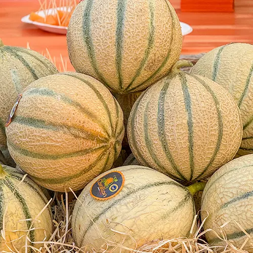 Conférence : Le melon se la raconte_Cavaillon