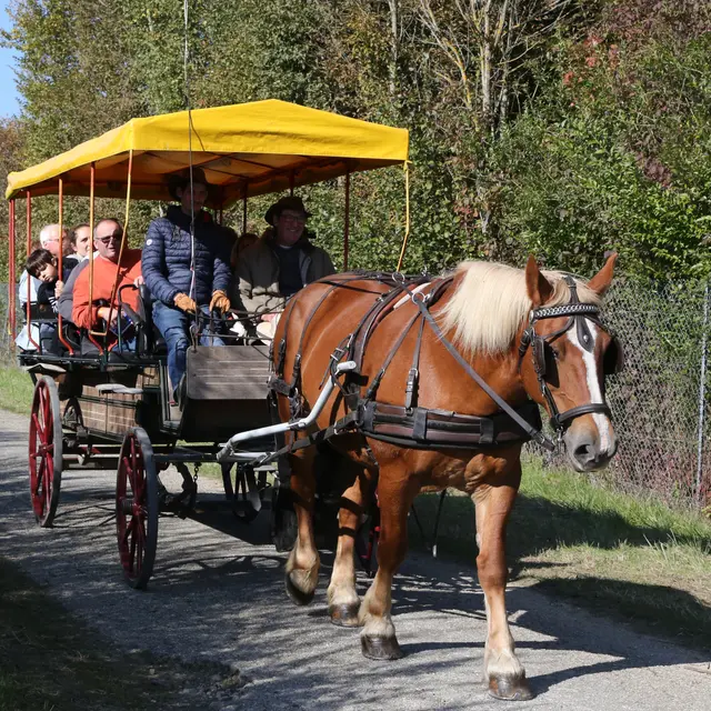 Balade en calèche en Dombes