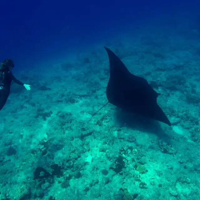Manta