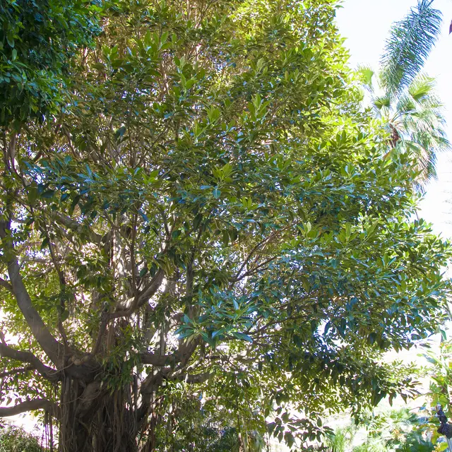 Ficus macrophylla arbre