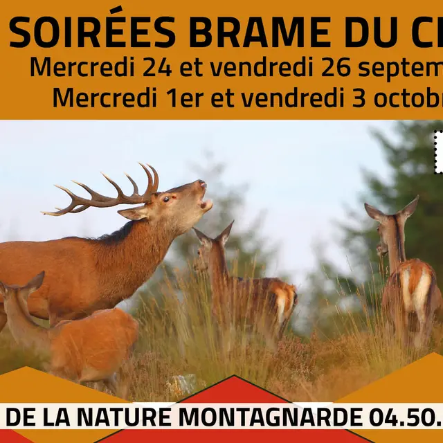 Soirée brame du cerf_Sallanches