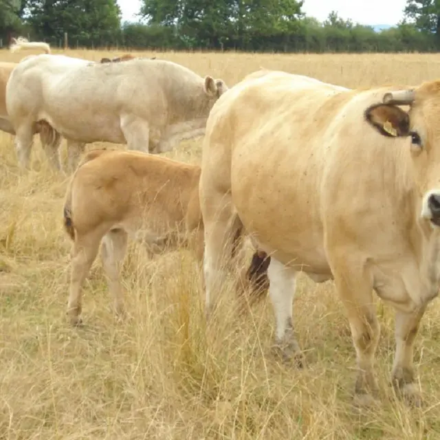 Ferme Aubrac