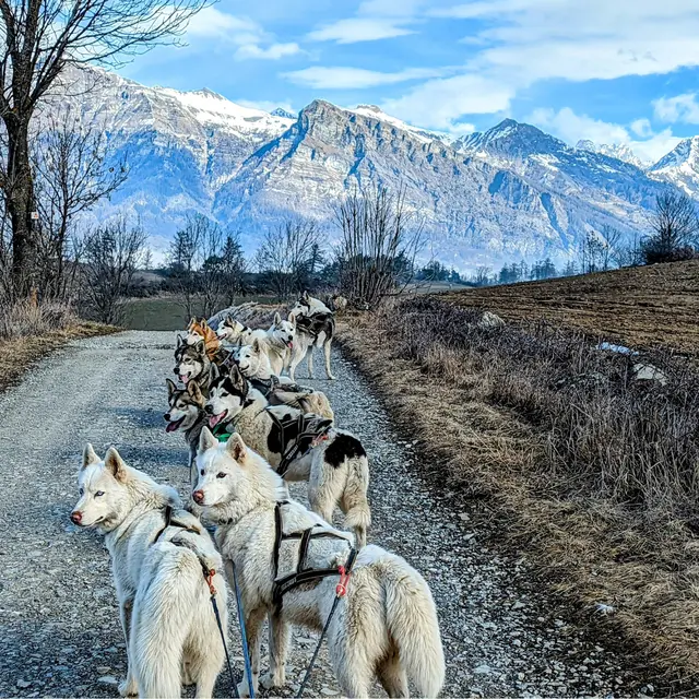 Cani-kart - Travel Dog