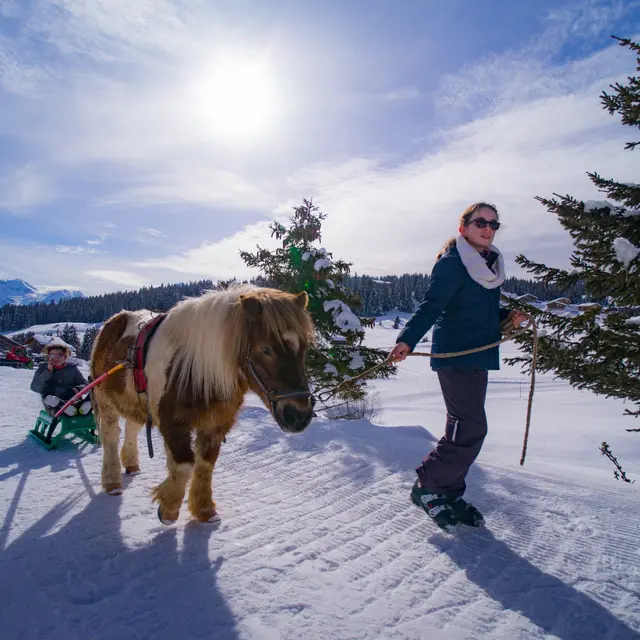 Poney Luge les Saisies