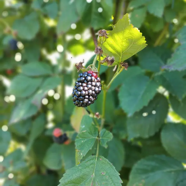 Duvernay Frères_Châteaurenard