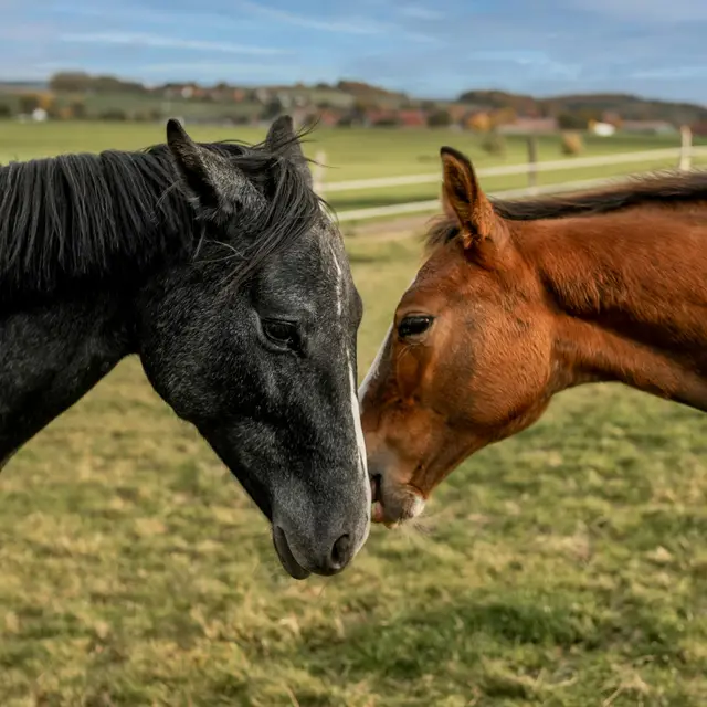 Le coeur de clarius_Labastide-Saint-Pierre
