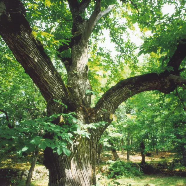 Chataigneraie de Braux