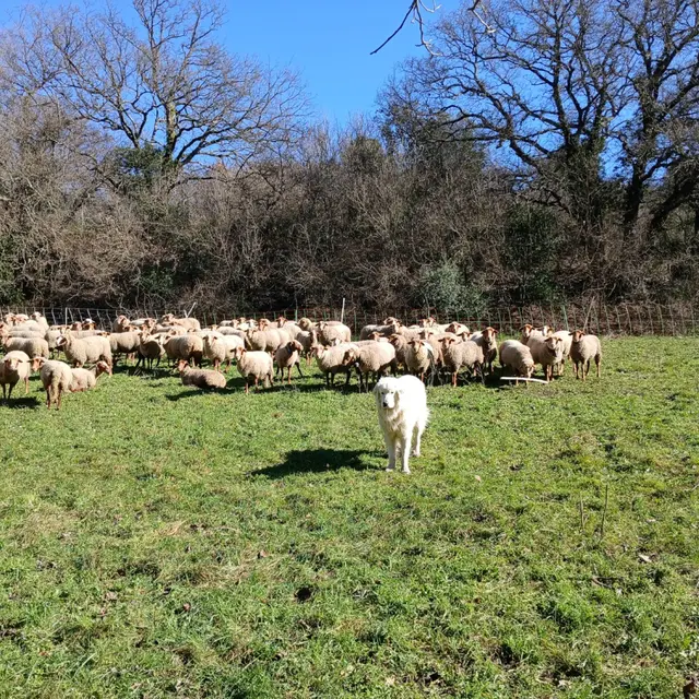 Les Rendez-Vous du Parc : Patou pas touche_Venasque