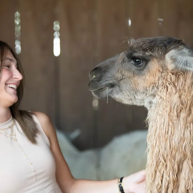 Rencontre VIP avec les Lamas des plaines