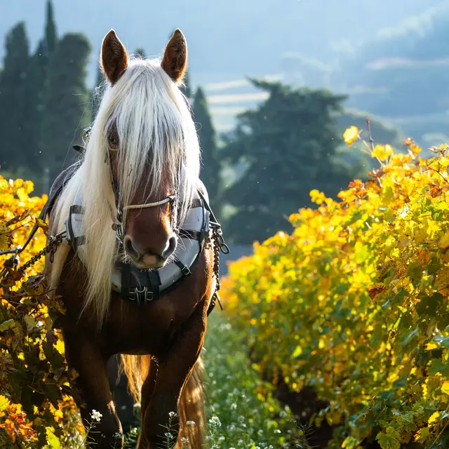 Domaine Famille Deprad