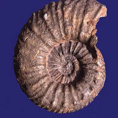 Les Samedis de l'Amont : Conférence  Les ammonites du sud de la France _Roquebillière