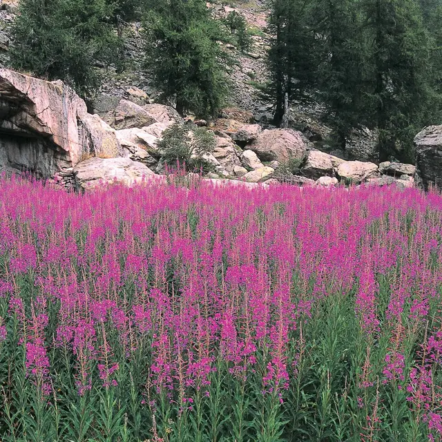 Stage sur les plantes sauvages comestibles_Tende