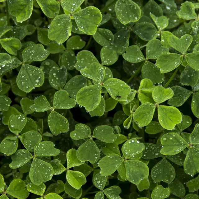 Saint-Patrick aux Renardières_Usson-en-Forez