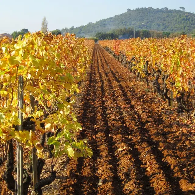 Les vignes du domaine Desachy