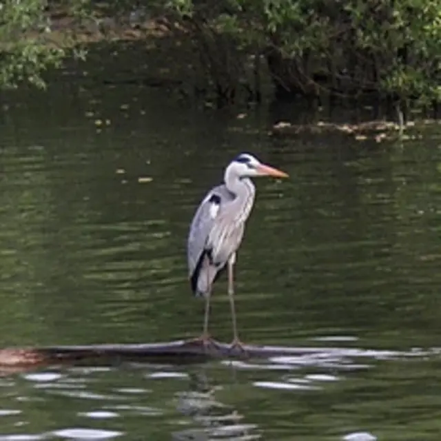 Découverte nature kayak
