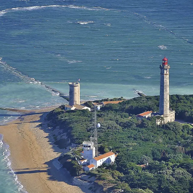 Moufette à la pointe des Baleines