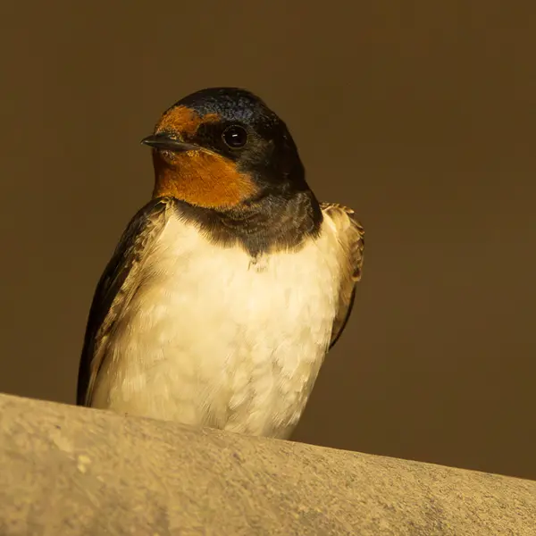 À la découverte des espèces d'oiseaux de nos parcs et jardins_Marseille